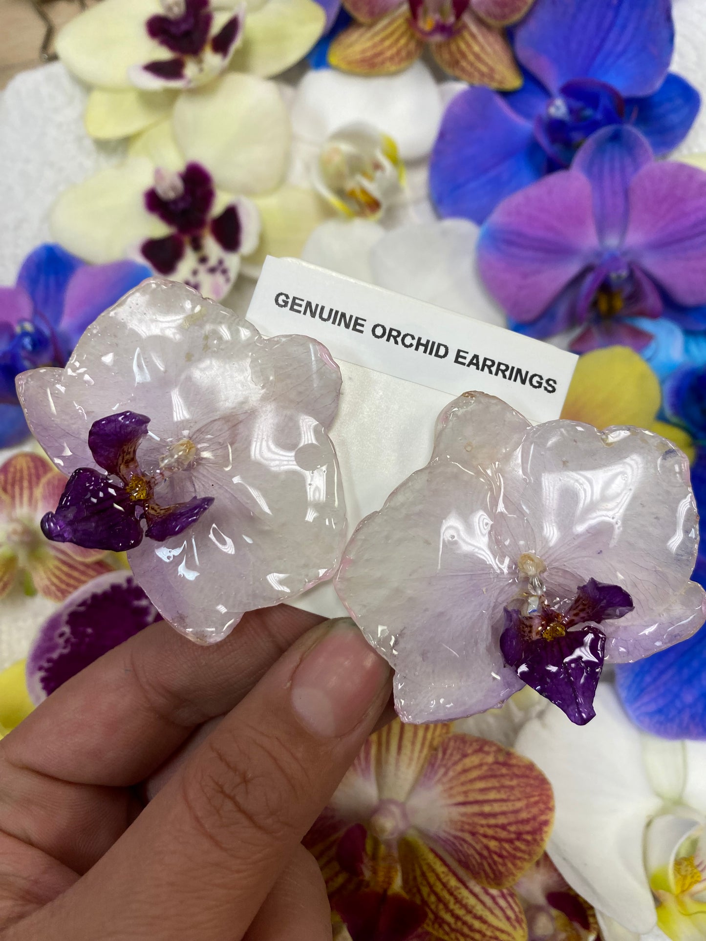 Genuine orchid earrings