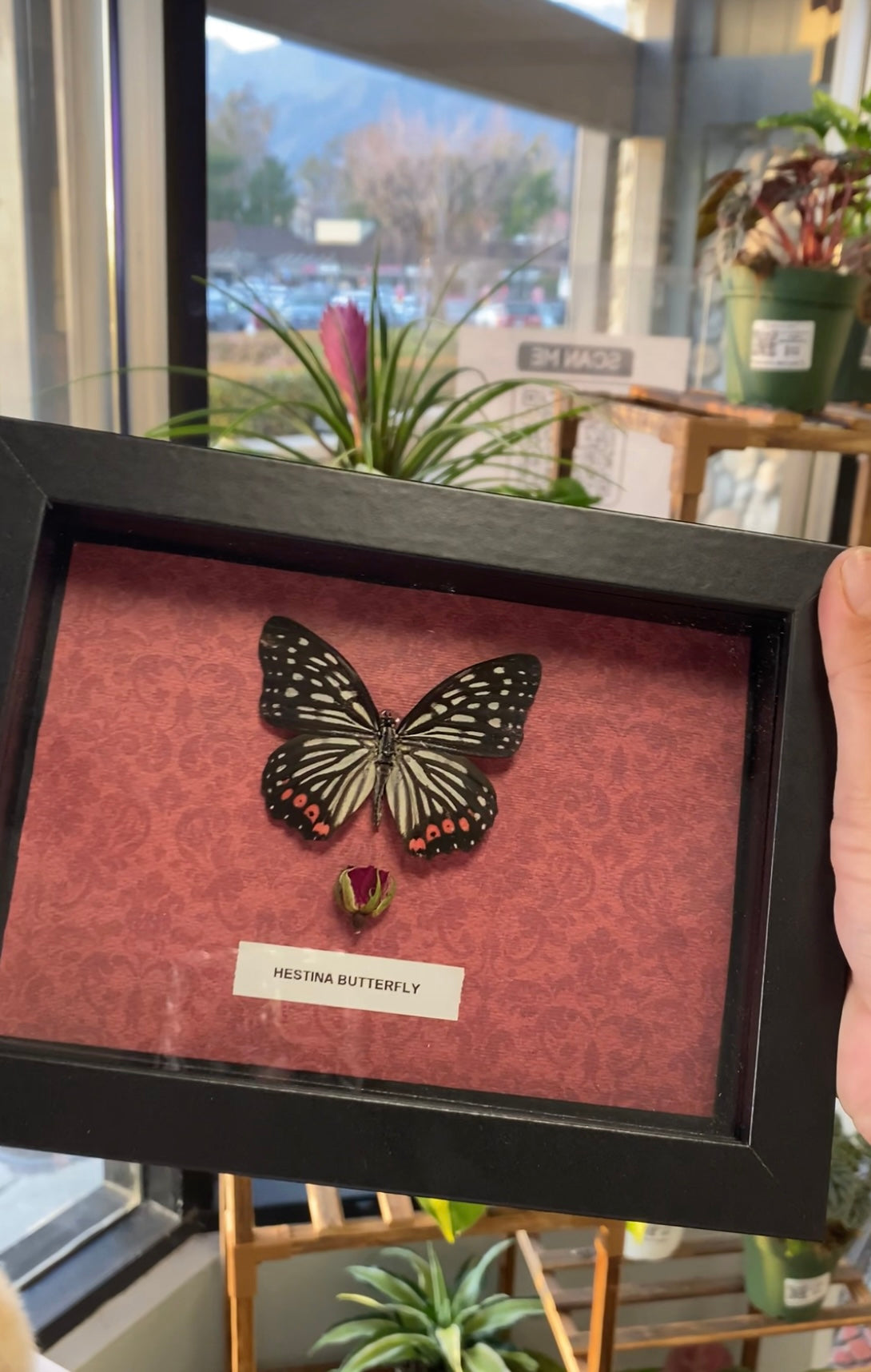 Framed Hestina butterfly