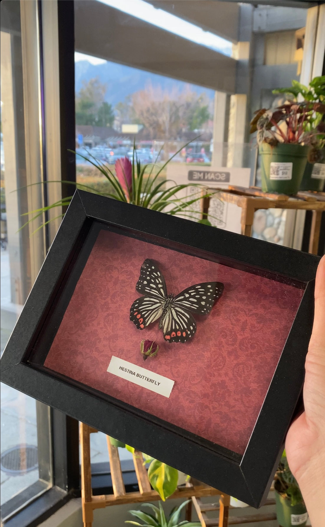 Framed Hestina butterfly