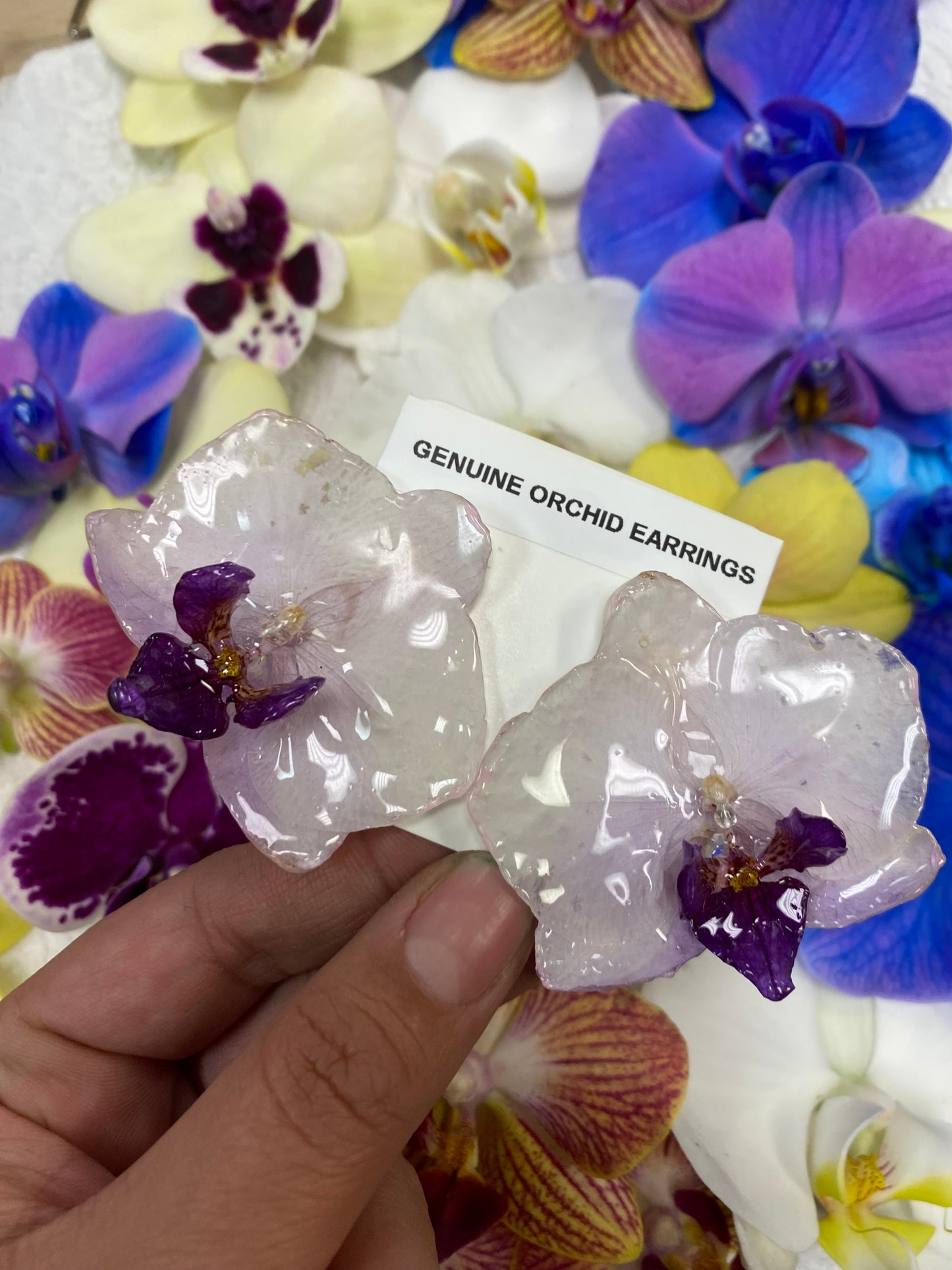 Genuine orchid earrings