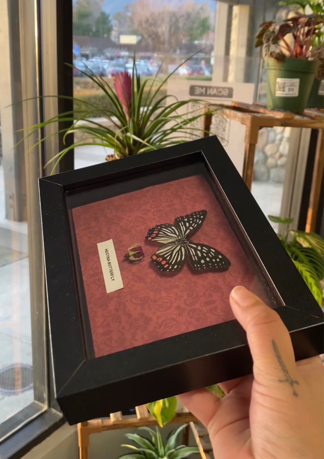 Framed Hestina butterfly