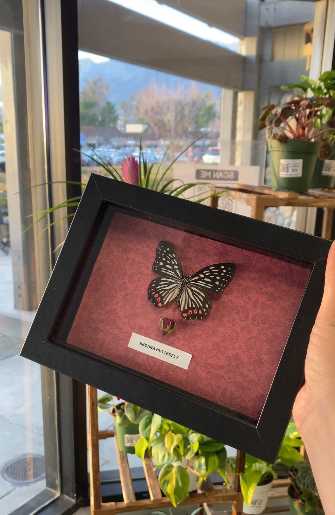 Framed Hestina butterfly