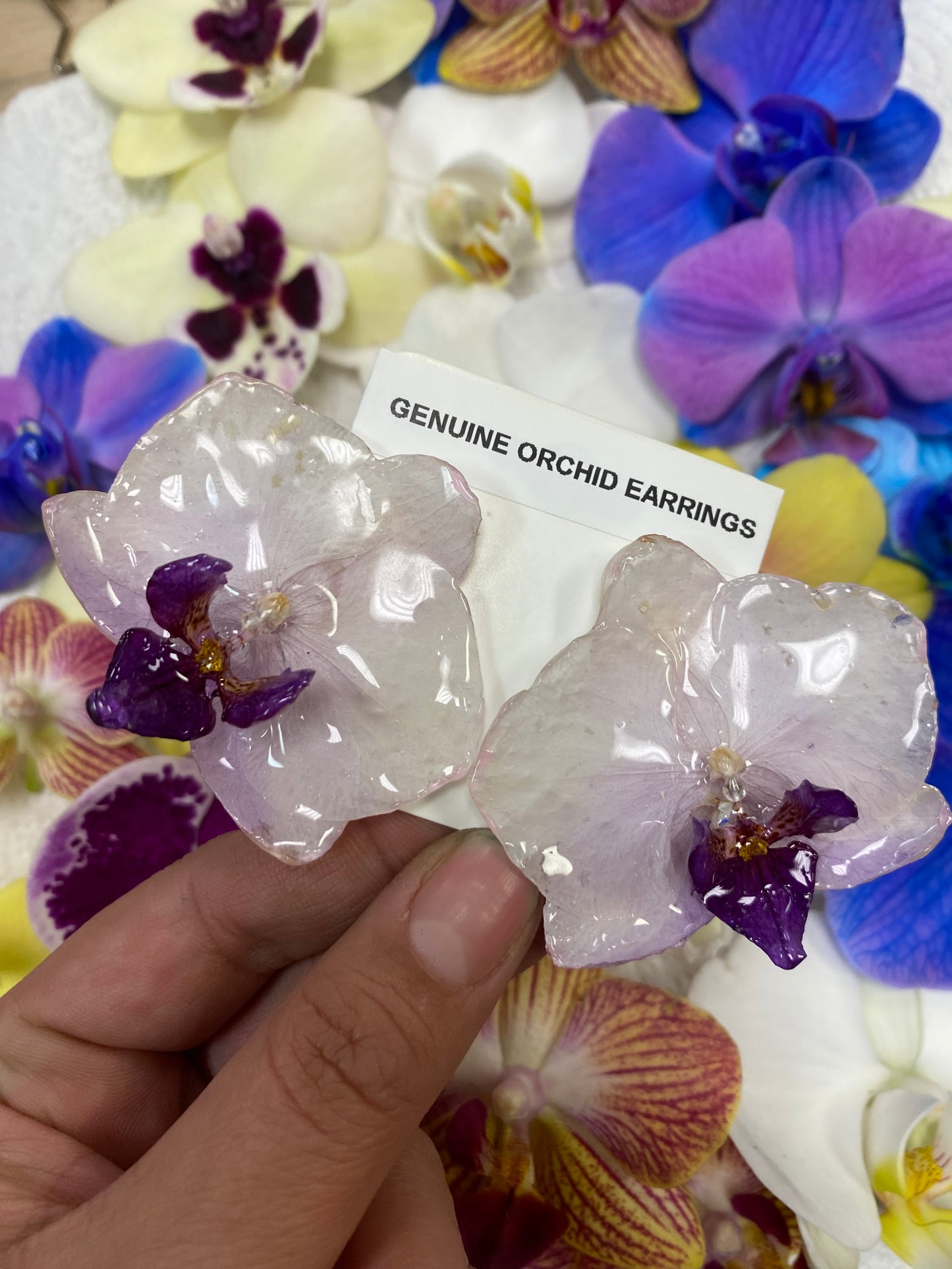 Genuine orchid earrings